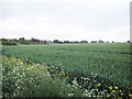 SE2229 : Wheatfield near Drighlington by Stephen Craven