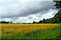 Buttercup Meadow - Worsley Woods