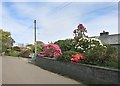 Flowering Bushes in Upton Cross