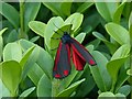 Cinnabar Moth