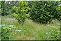 Path on Bartley Heath