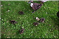 SE9700 : Ducklings in School Lane, Redbourne by Chris