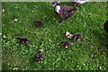 Ducklings in School Lane, Redbourne