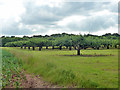 Orchard, Daymens Hill Farm