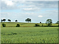 Fields near Tudwick Hall Farm