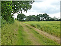 Edge of field of barley