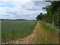 Field margin near to Knights Hill Farm