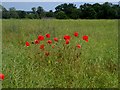 Poppies in ripening oilseed rape