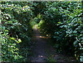 Tree lined footpath near Farmoor Reservoir