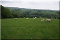 SH8862 : Sheep in a field near Gwytherin by Philip Halling