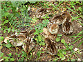 Partridge chicks, Little Braxted