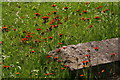 Flowers in the churchyard, Kirton in Lindsey