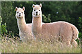 Mid Devon : Alpacas