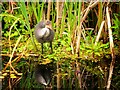 SD7807 : Young Coot at the Side of the Manchester, Bolton and Bury Canal by David Dixon