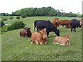 TR0745 : Cattle on Wye Downs by Marathon