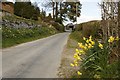 SO2053 : Daffodils near Colva Farm by Bill Nicholls