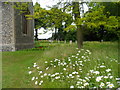 Dog daisies, St Mary