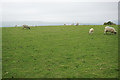 SK2269 : Sheep on a hilltop above Ballcross Farm by Bill Boaden