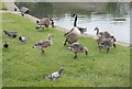 Happy family of Canada Geese - Mill Pond - off Plover Road