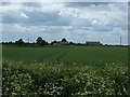 Crop field near Collow Holt