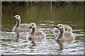 Canada goslings on the Peak Forest Canal