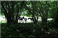 Horses in the shade, Allington