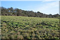 The edge of Corfe Common