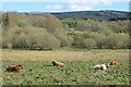 Cattle, Kinharvie