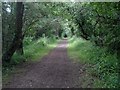 Tree tunnel