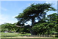 Tree at Kearsney Abbey