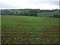 Crop field near Bradley in the Moors