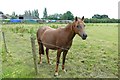 Pony in a field at Hyde Hall Farm