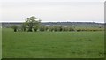 NY4244 : Field near Macybank by Richard Webb