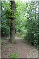 Footpath in Stoneywell Wood