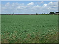TF3023 : Crop field near Moulton by JThomas