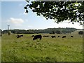 Grazing cattle near Lilley