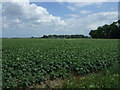 TF3421 : Potato crop near Hurdletree Farm by JThomas