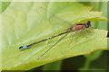 Female Blue-tailed Damselfly (Ischnura elegans), Melling