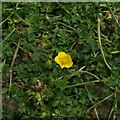TF0820 : Ranunculus repens by Bob Harvey