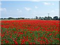 Field of poppies