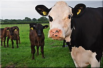 SS9101 : Mid Devon : Grassy Field & Cattle by Lewis Clarke