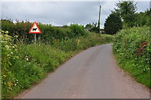 SS9101 : Mid Devon :  Country Lane by Lewis Clarke