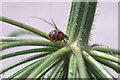 SD3304 : Harlequin Ladybird (Harmonia axyridis) on Hogweed, south Altcar mosses by Mike Pennington