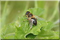 SD3304 : The hoverfly Eristalis tenax, south Altcar mosses by Mike Pennington