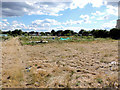 Lampton Park allotments