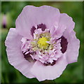 SO6023 : Opium Poppy, Papaver somniferum, 1 by Jonathan Billinger