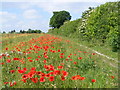 Poppies near Aylesbury Road, Tring