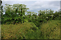 SE4067 : Giant Hogweed beside the River Ure by Chris Heaton