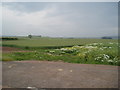 Farmland at Ardestie