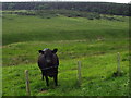 Cow near Cleughside Burn, Oxnam in Scottish Borders